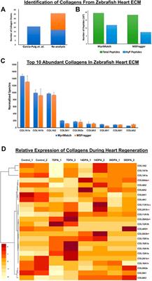 Comprehensive Mapping and Dynamics of Site-Specific Prolyl-Hydroxylation, Lysyl-Hydroxylation and Lysyl O-Glycosylation of Collagens Deposited in ECM During Zebrafish Heart Regeneration